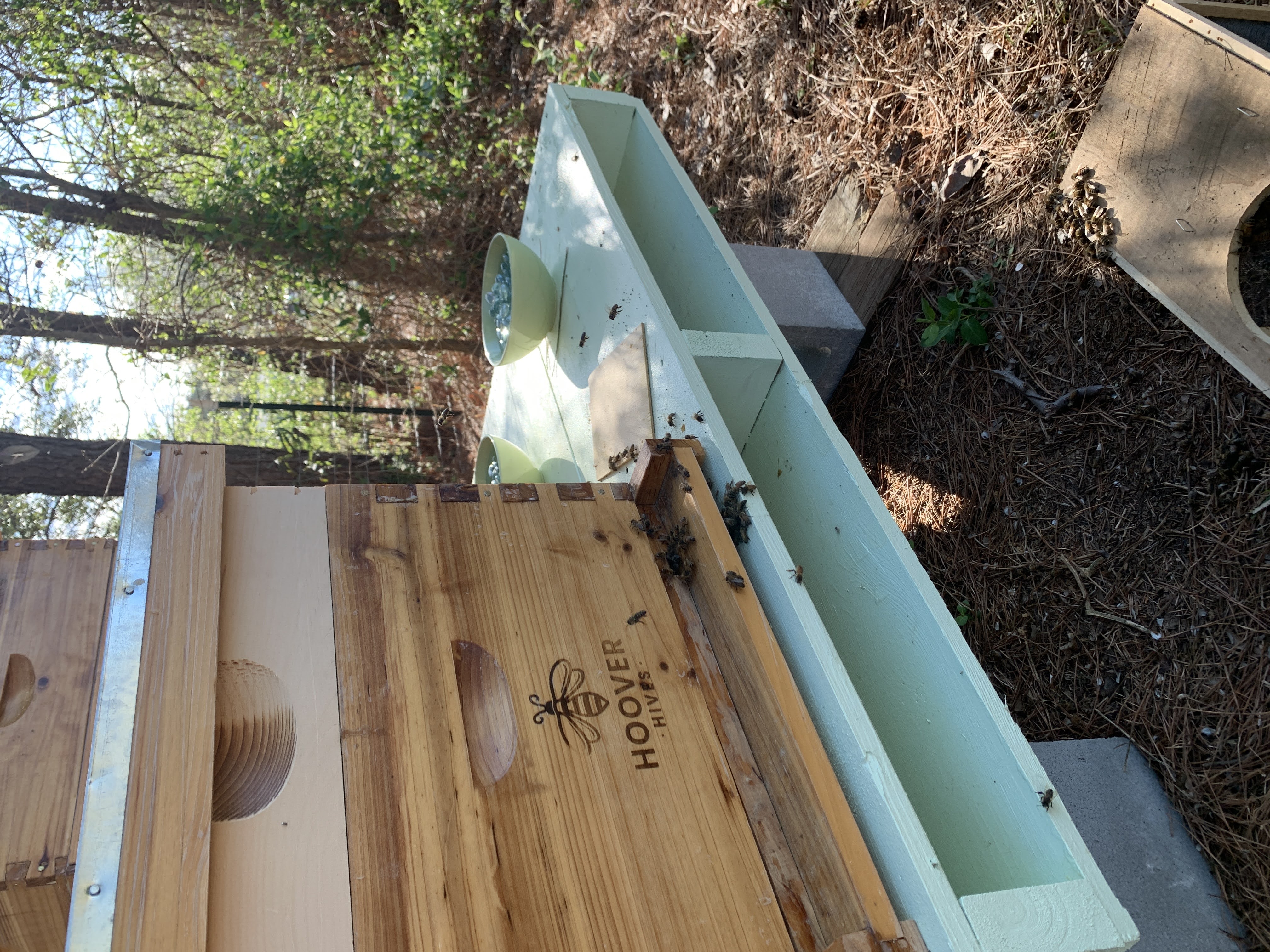 Honey Bees